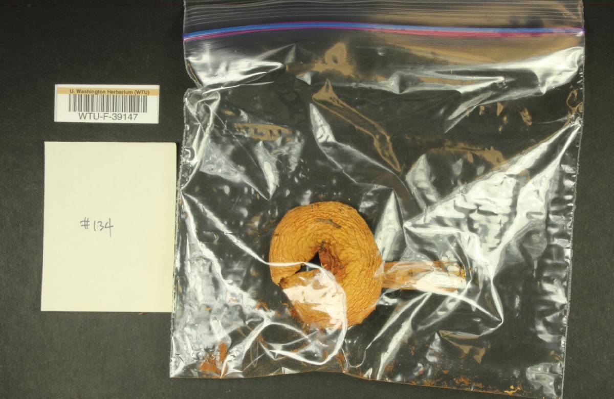 Russula parapallens image