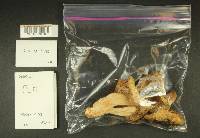 Russula obscurozelleri image