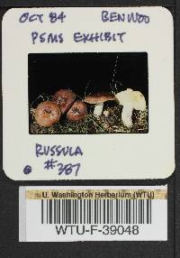 Russula mordax image