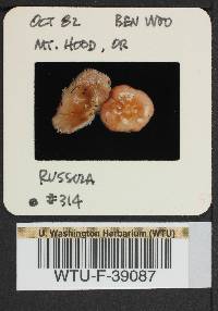 Russula mordax image