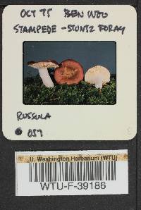 Russula sierrensis image