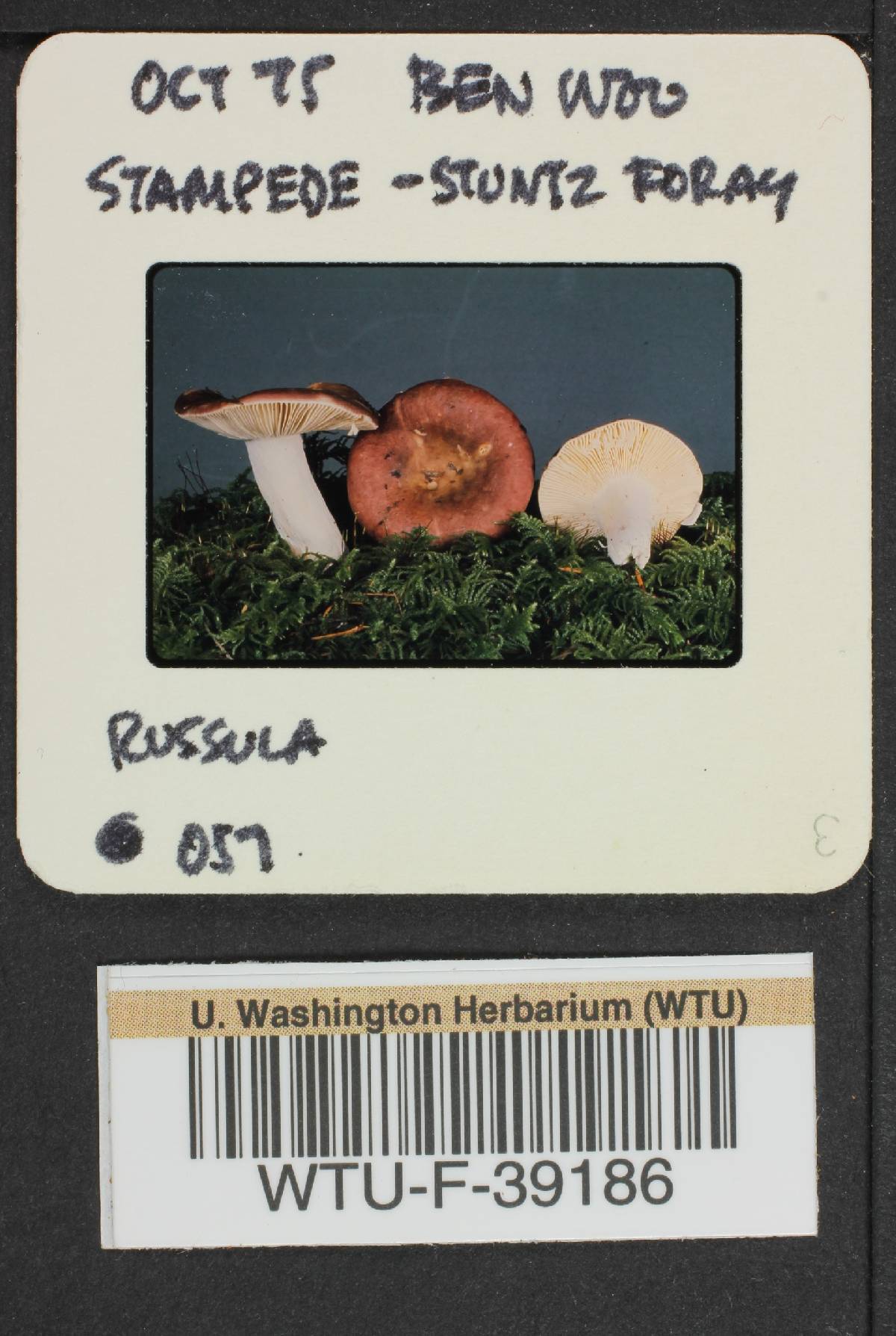 Russula sierrensis image