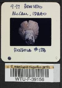 Russula mordax image