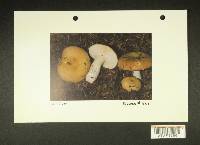 Russula viridofusca image