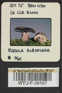 Russula albonigra image