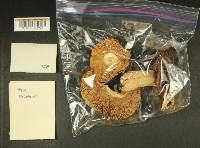 Russula benwooii image