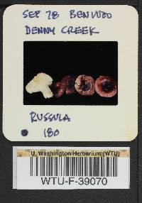 Russula pseudopelargonia image