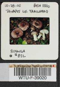 Russula phoenicea image