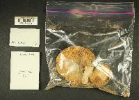 Russula mordax image