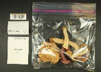 Russula obscurozelleri image