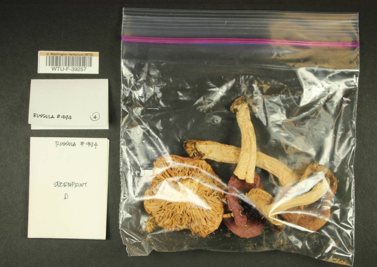 Russula obscurozelleri image