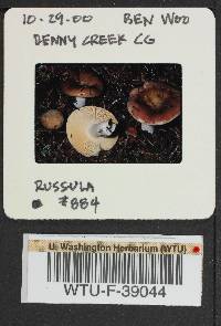 Russula mordax image