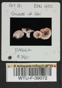 Russula cascadensis image