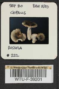 Russula viridofusca image