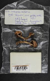 Cortinarius mutabilis image