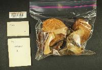 Russula benwooii image