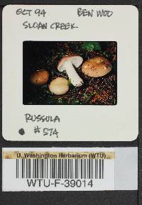 Russula mordax image