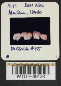 Russula mustelina image