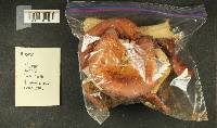 Russula mordax image