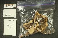 Russula benwooii image