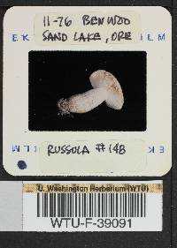 Russula mordax image