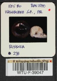 Russula cyanoxantha image