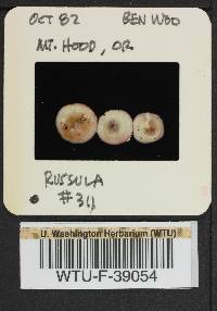 Russula phoenicea image