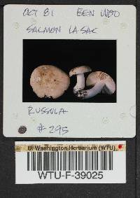 Russula mordax image