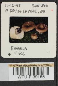 Russula benwooii image