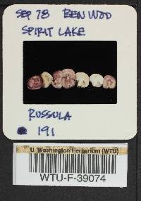 Russula hypofragilis image