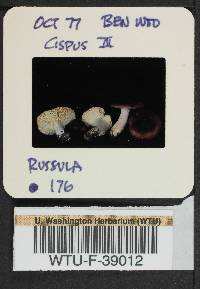 Russula salishensis image