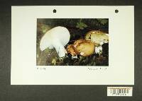 Russula occidentalis image