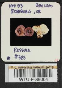 Russula obscurozelleri image