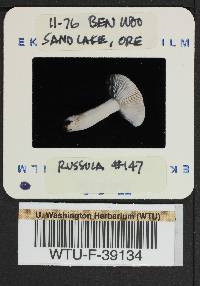 Russula emetica image