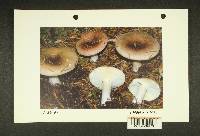 Russula viridofusca image