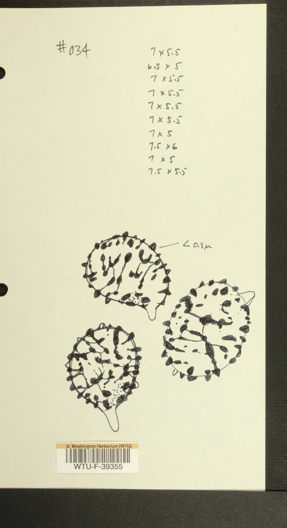 Russula vinososordida image