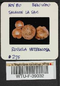 Russula mordax image