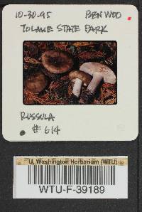 Russula cerolens image