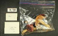 Russula obscurozelleri image