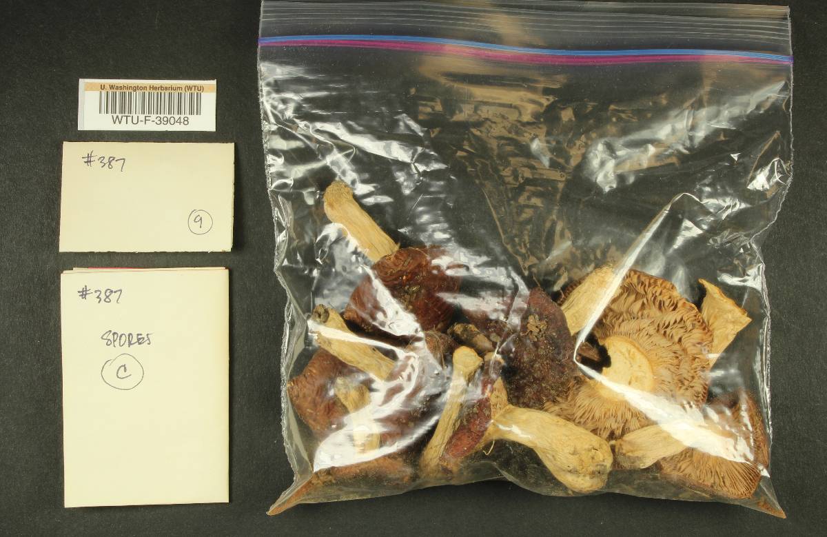 Russula mordax image