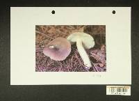 Russula hypofragilis image