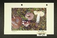 Russula pseudotsugarum image