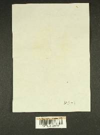 Russula obscurozelleri image