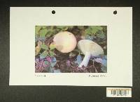 Russula salishensis image