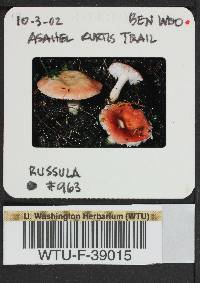 Russula emetica image