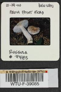 Russula montana image