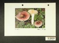 Russula obscurozelleri image