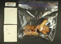 Russula cerolens image