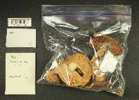 Russula obscurozelleri image