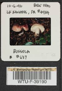 Russula salishensis image